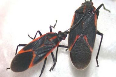 Boxelder Bug adults