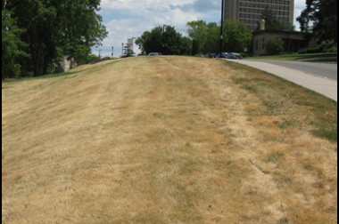 Kentucky bluegrass lawn may look dead but is still alive