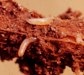 Cabbage maggot larvae on cabbage roots