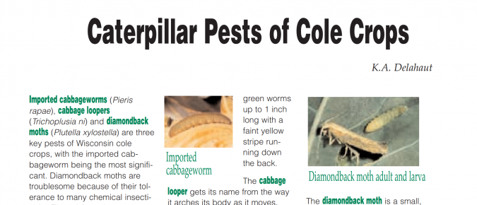 Caterpillar Pests of Cole Crops