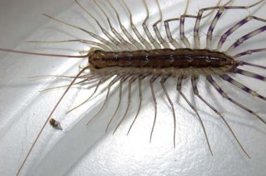 House centipede