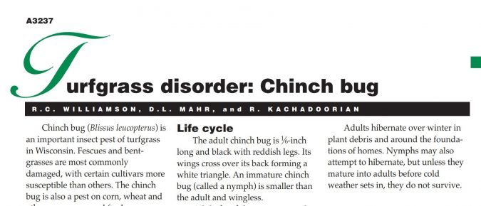 Turfgrass Disorder: Chinch Bug