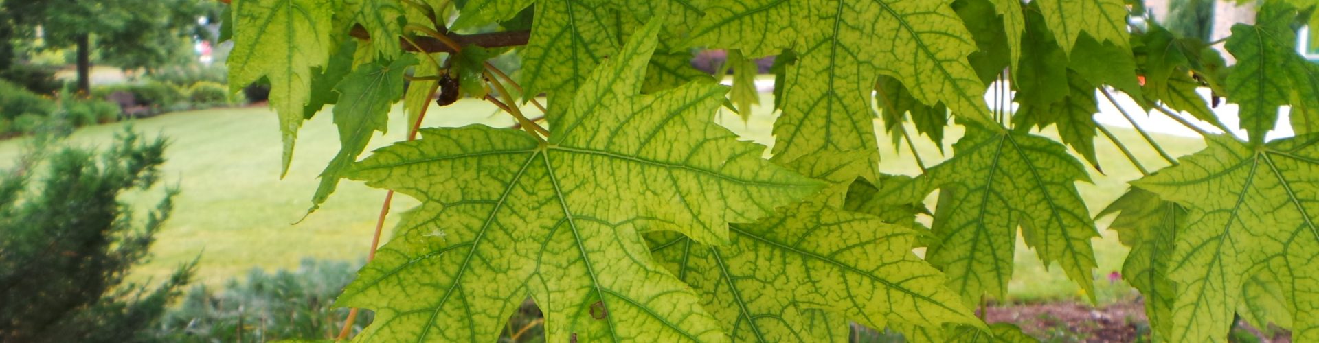 image of green leaves with yellow spots