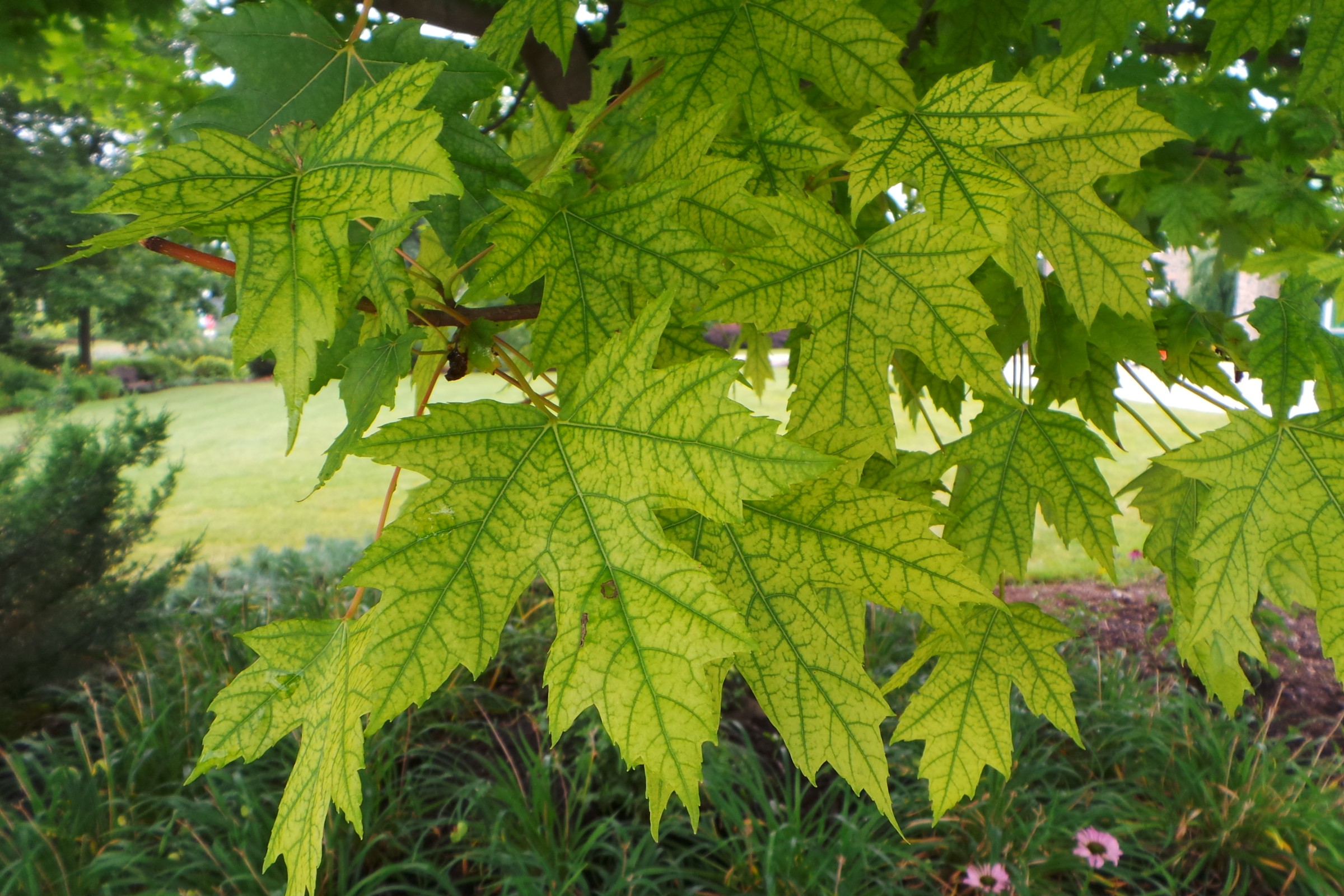 image of green leaves with yellow spots