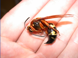 Cicada killer wasps are solitary wasps that resemble giant yellow jackets.