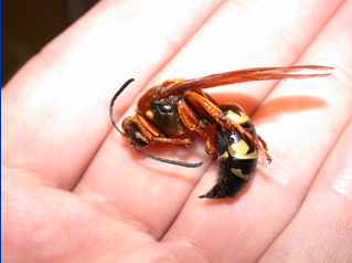 red ground hornets