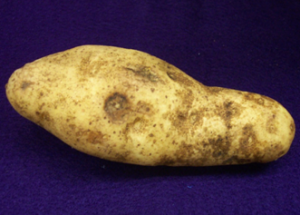 Corky Ringspot &ndash; Wisconsin Horticulture