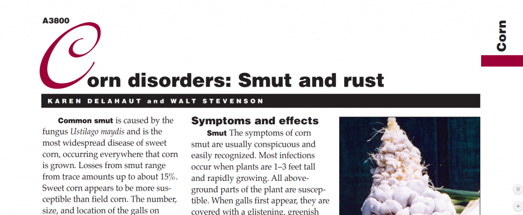 Corn Disorders: Smut and Rust