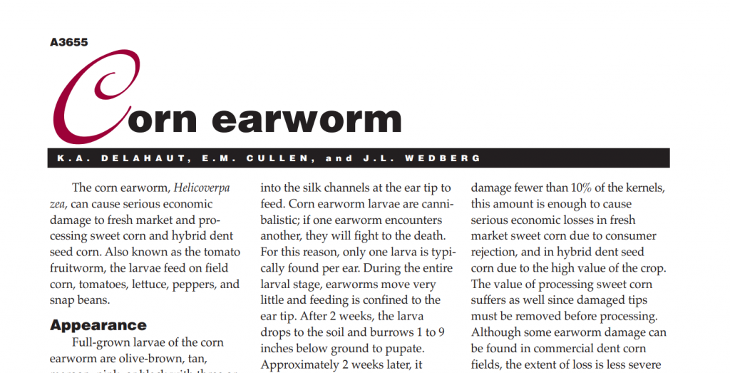 Corn Earworm