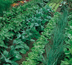 Vegetable, Description, Types, Farming, & Examples