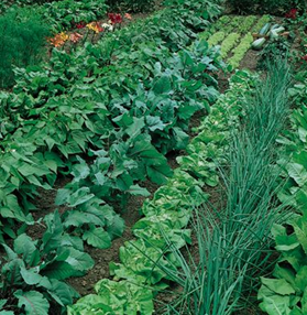 garden vegetables