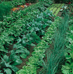 Home Garden Crop Rotation Chart