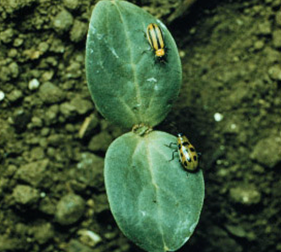 Striped cucumber beetle (top) and spotted cucumber beetle (bottom).