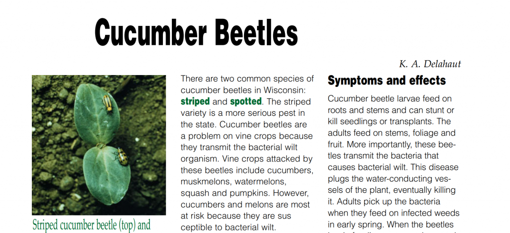 Cucumber Beetles