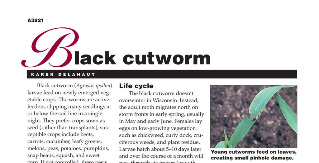 Black Cutworm
