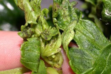 Broad mite damage on mum.