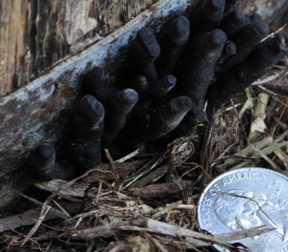 Dead man’s fingers growing from mulch next to a barrel planter. (Photo courtesy of Dick Becker)