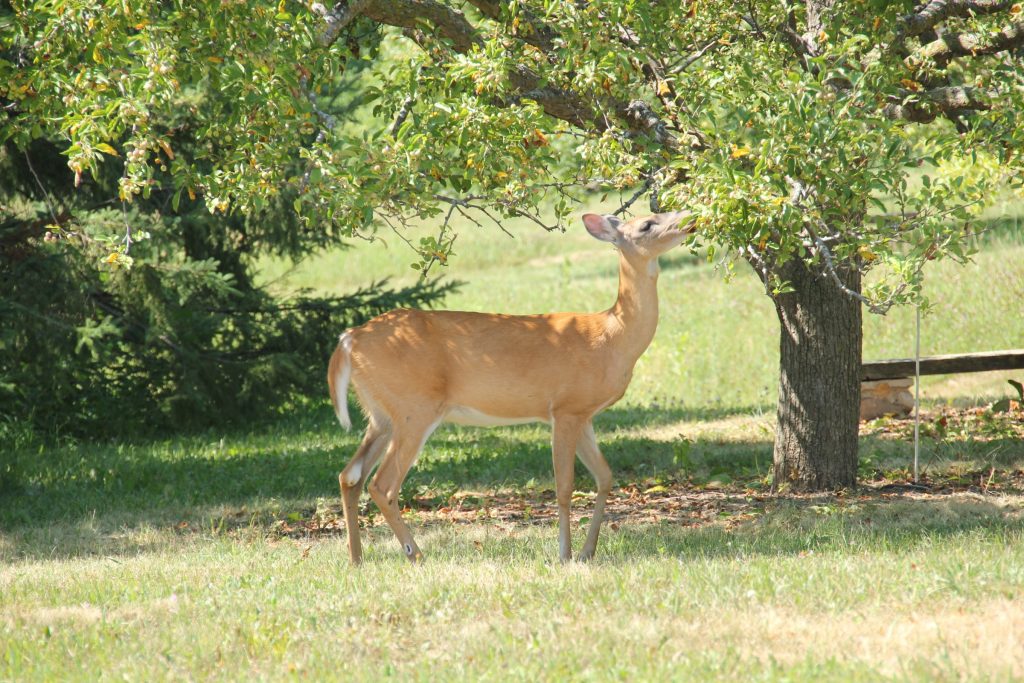 Controlling Deer Damage in Wisconsin
