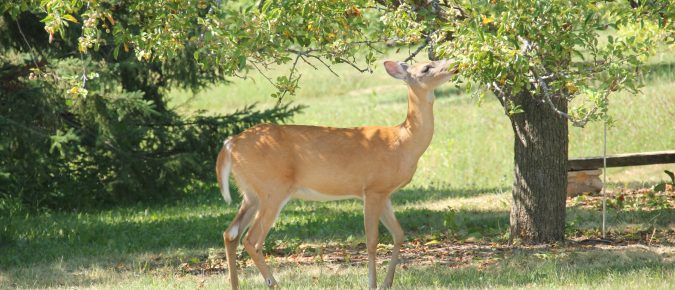 Controlling Deer Damage in Wisconsin