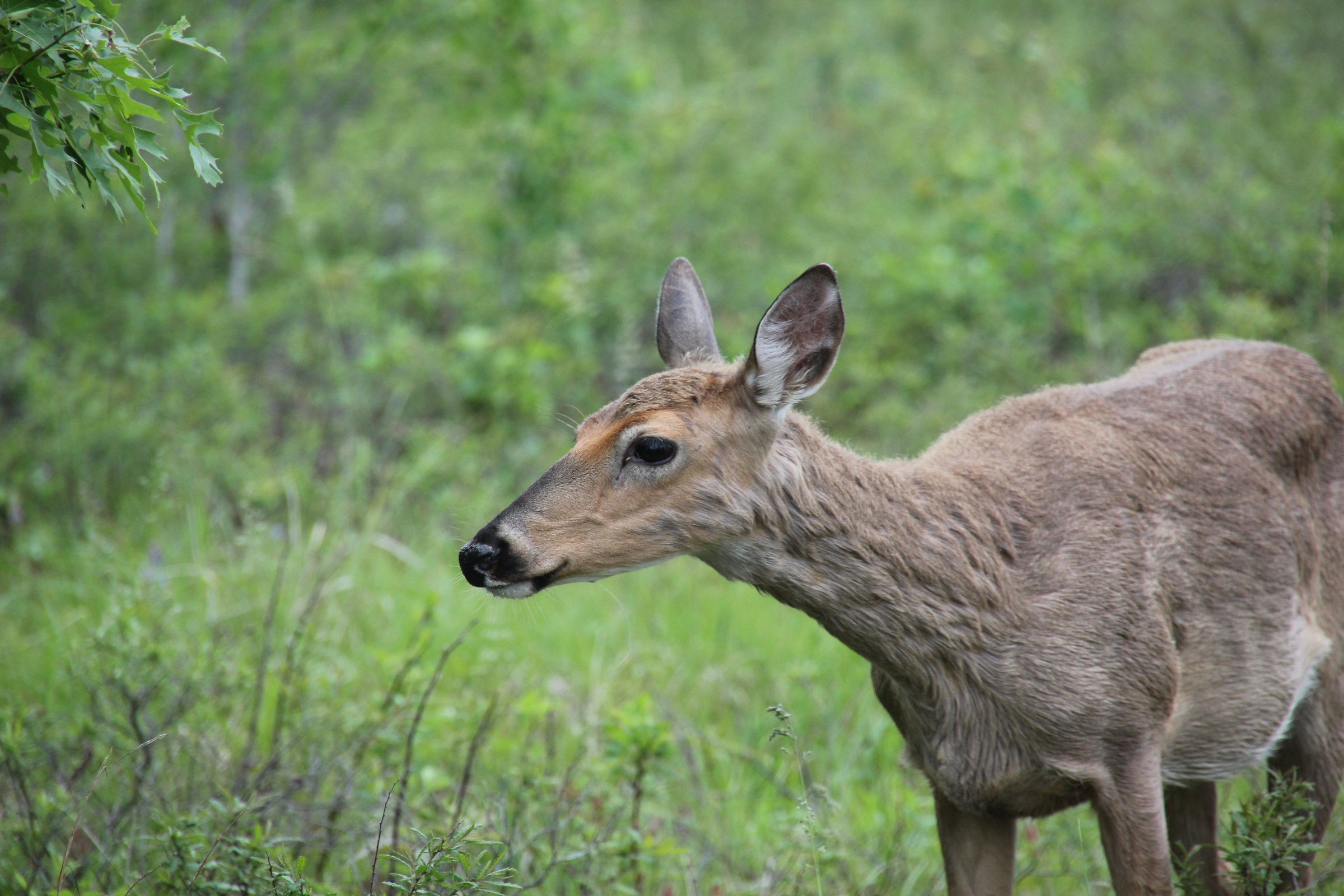 image of female deer