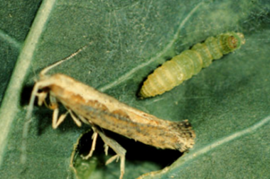 Diamondback moth larva and adult