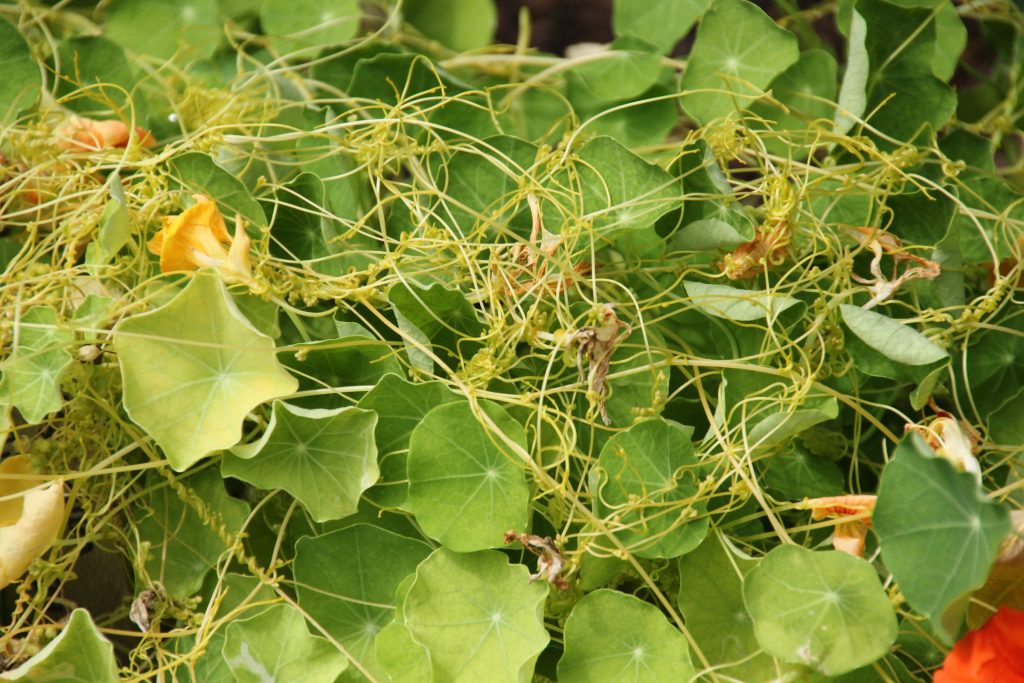 Dodder