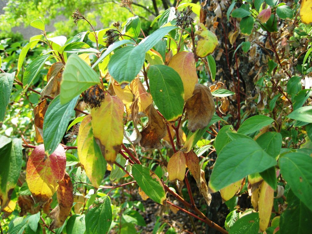 Drought and Watering of Ornamental Plants