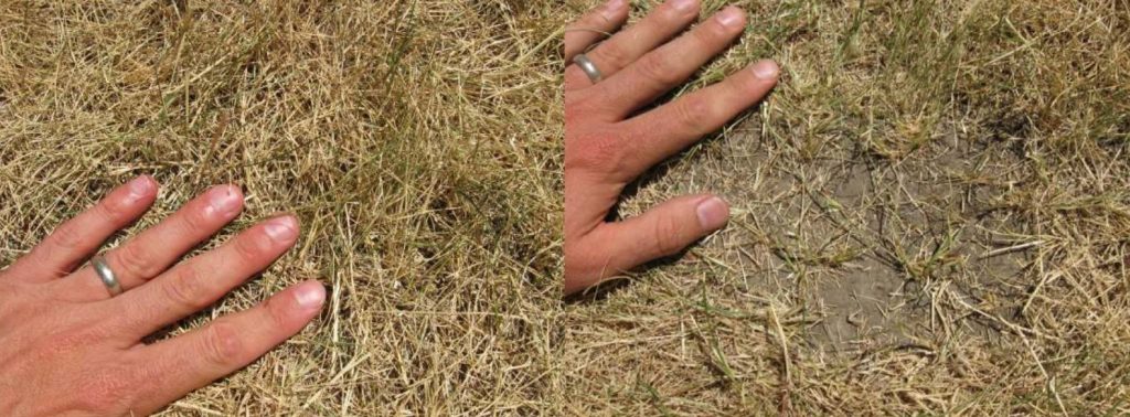 Keeping your Grass Alive During Periods of Extended Drought