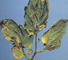 Early blight of tomato. Note spots with concentric rings (arrow) and yellow haloes.