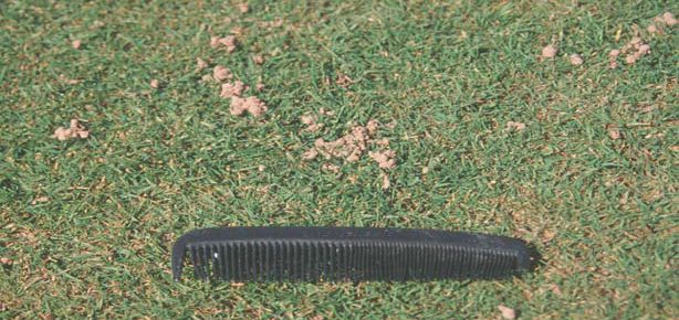 Earthworms in Lawn