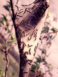 Eastern tent caterpillar