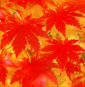 Leaf Color Change in Autumn