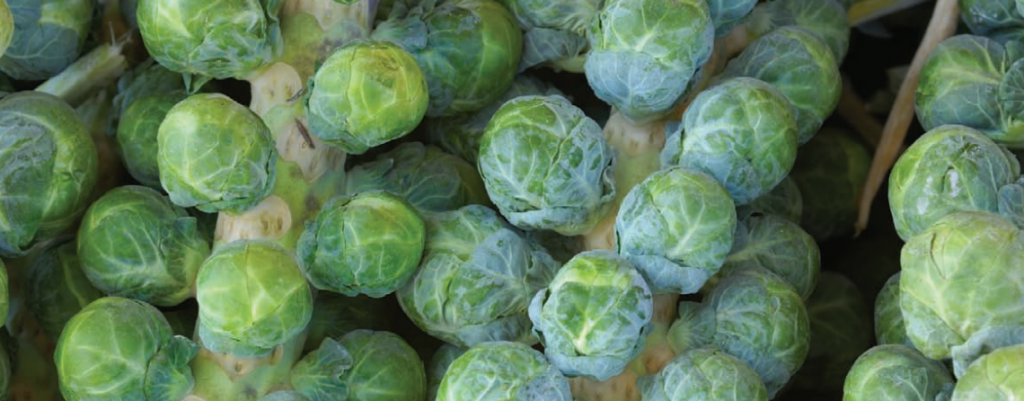 Fall Vegetables