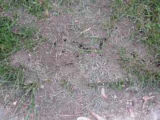 Field ants can produce mounds that are three to four feet wide and over two feet tall