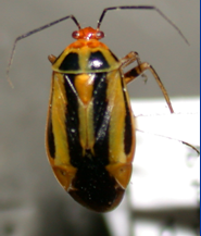 Adult four-lined plant bug