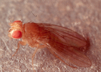 https://hort.extension.wisc.edu/files/2014/11/fruit_fly_adult-353x252.png