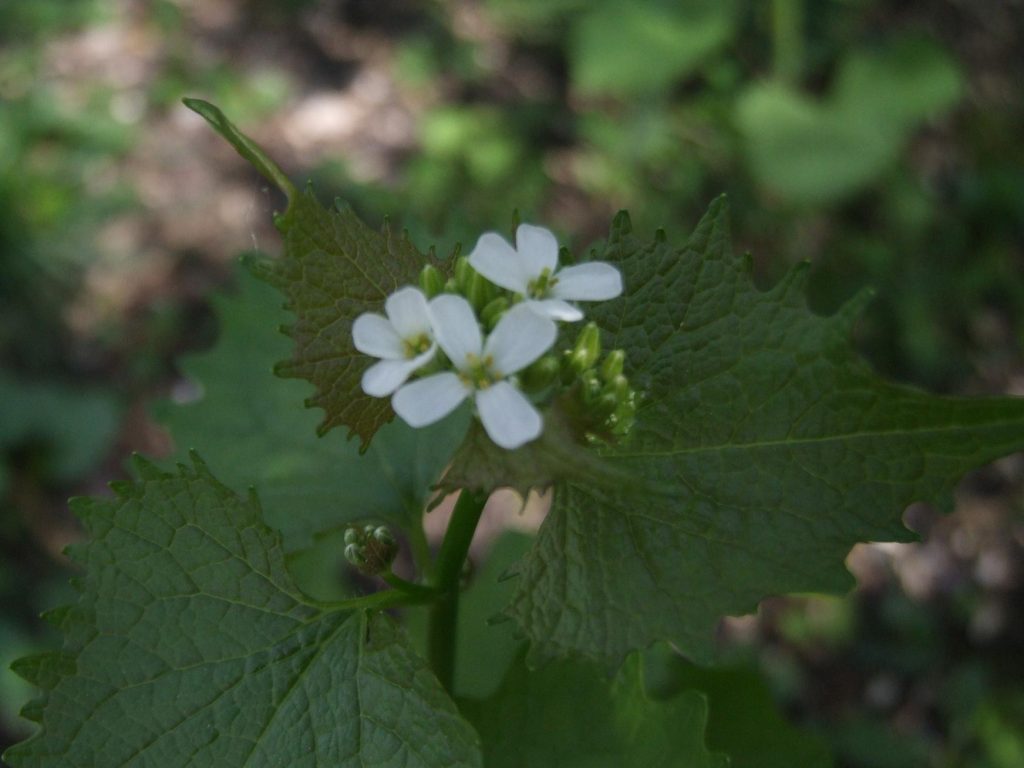 Garlic Mustard