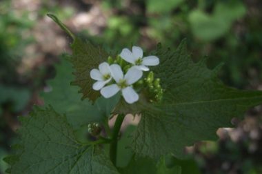 Garlic Mustard Flower