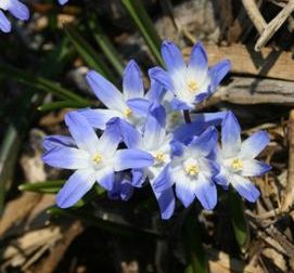 Glory-of-the-snow typically produces flat, star-shaped flowers that are pale blue with white centers.
