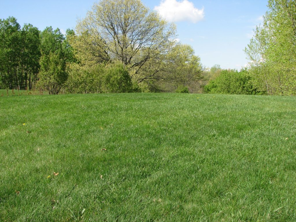 Home Turf Insecticides