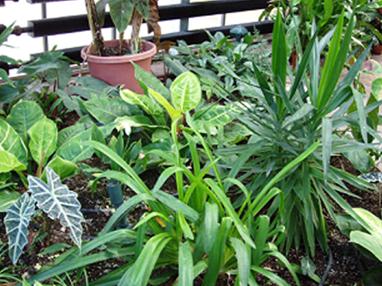 WPR Garden Talk: Bringing Plants Indoors with Diana Alfuth (September 27, 2019)
