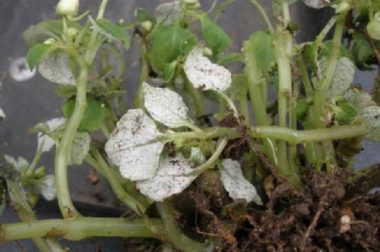 White,fuzzy growth on the lower leaf surfaces of impatiens leaves is typical of impatiens downy mildew. Photo credit:Kelly Ivors