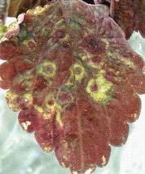 Ringspots on coleus leaf caused by impatiens necrotic spot virus. (Photo courtesy of Margaret Daughtrey)