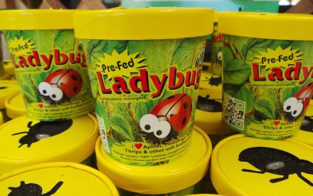 image of containers of ladybugs
