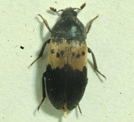 Adult Larder Beetle