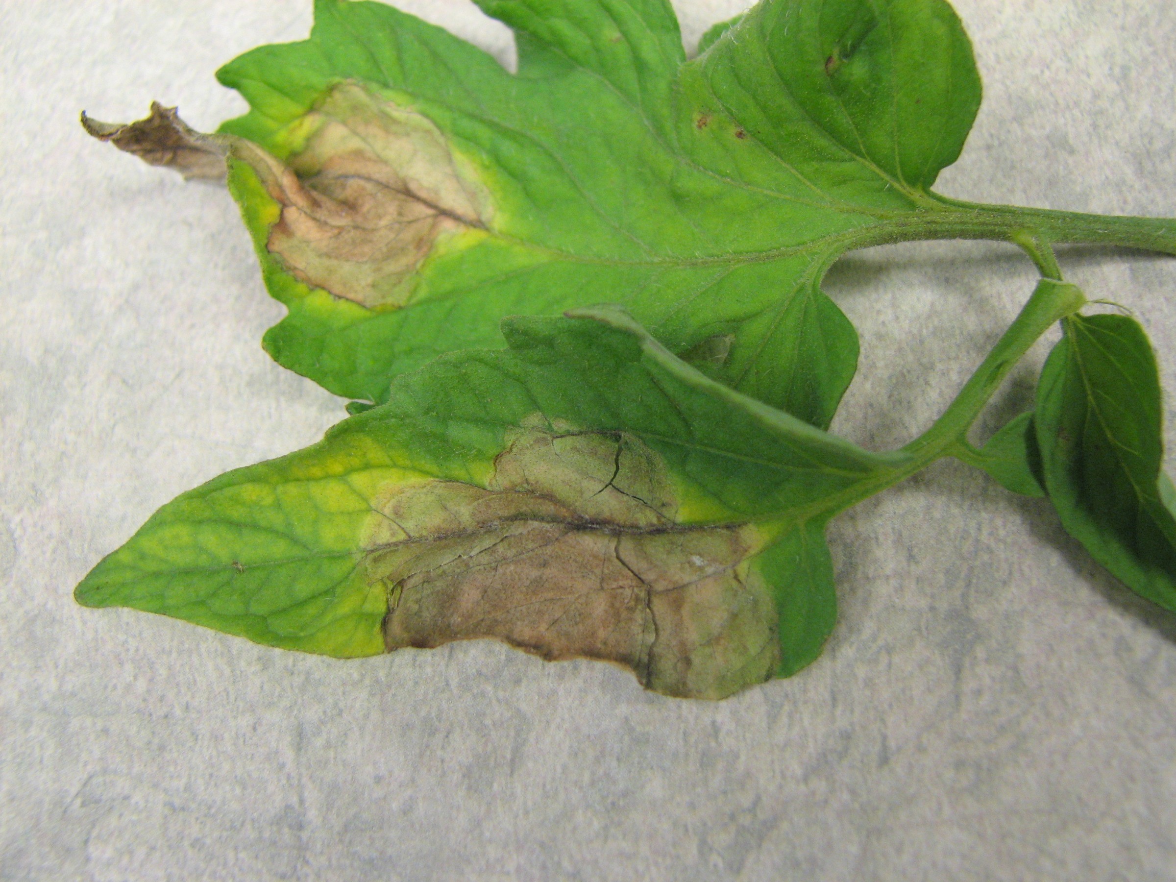 Fight Fungal Diseases on Your Plants with Daconil and Copper Fungicides
