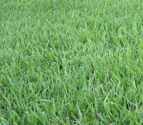 When used properly, organic fertilizers can maintain a beautiful lawn, and reuse waste products.