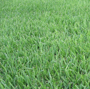 Photograph of a green healthy lawn