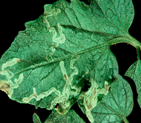 Serpentine leafminer damage