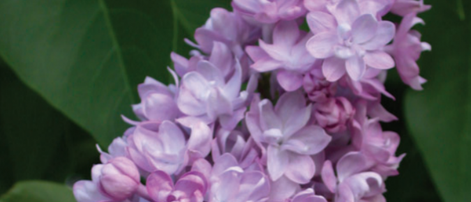 Lilacs for Cold Climates
